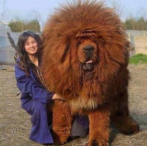 Tibetan Mastiff.jpg