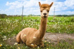 alpaca-drug-750x500 (1).jpg