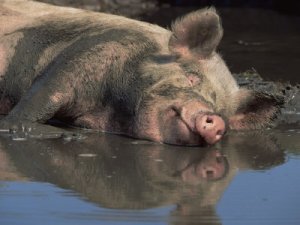 pig in shit.jpg