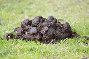 6338129-a-pile-of-fresh-horse-manure-on-green-grass-.jpg 6338129-a-pile-of-fresh-horse-manure-on-green-grass-.jpg