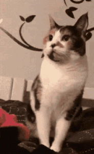 838E958D-5650-4921-8121-0207342544EB.gif