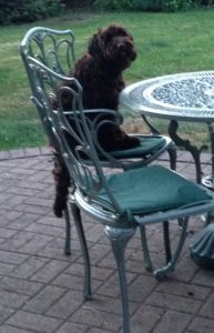 Alfie on Chair_60.jpg