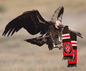 vulture.jpg
