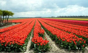 tulips.jpg tulips.jpg