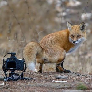 FOX SHITTIN.jpg