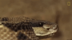 giphy (2).gif