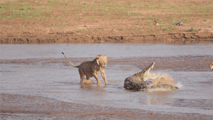 LIONS VERSUS CROCODILE.gif