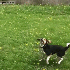 35965792-9BF5-4B54-BCEC-010BC9C2B407.gif 35965792-9BF5-4B54-BCEC-010BC9C2B407.gif