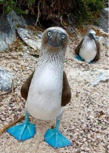 Blue Footed Booby.jpg Blue Footed Booby.jpg