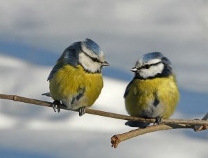 Birdies.jpg