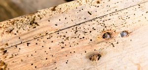 woodworm.jpg woodworm.jpg