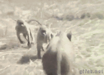 baboons_hijack_pig.gif