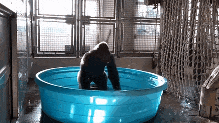 GORILLA.gif GORILLA.gif
