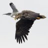 Gullside