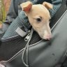 whippetman