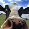 Moo