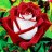 rowZgarden