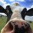 Moo