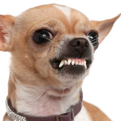 dogface3.jpg