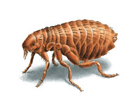 fleas_187x142.jpg