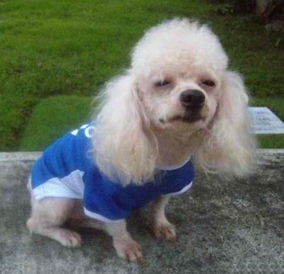 ToyPoodleDogWacky2YearsOldLongCoatDogsNoShedding2.jpg