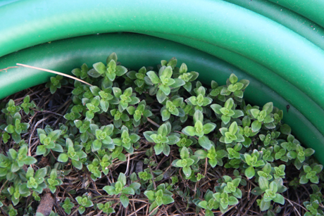 thyme-cu.jpg
