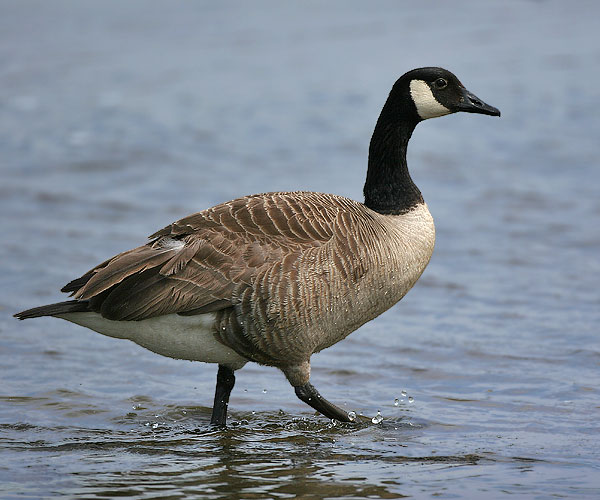canada-goose-5.jpg