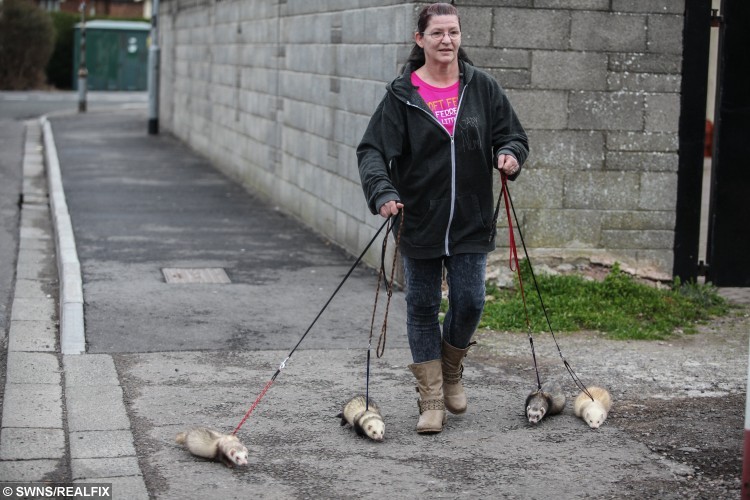 SWNS_FERRET_WALK_15-750x500.jpg