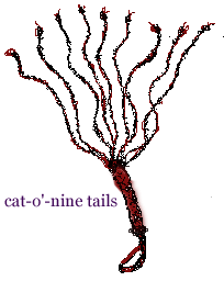 kat9.gif
