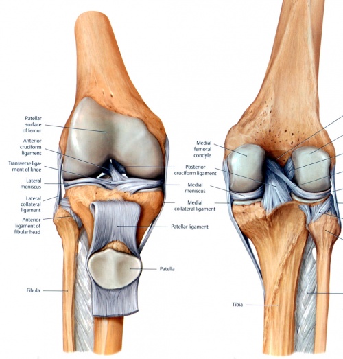 500px-Knee-patella.jpg
