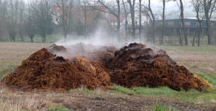 piles-dung-fresh-horse-38577122.jpg