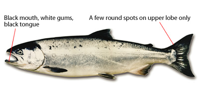 Coho-Identification.jpg