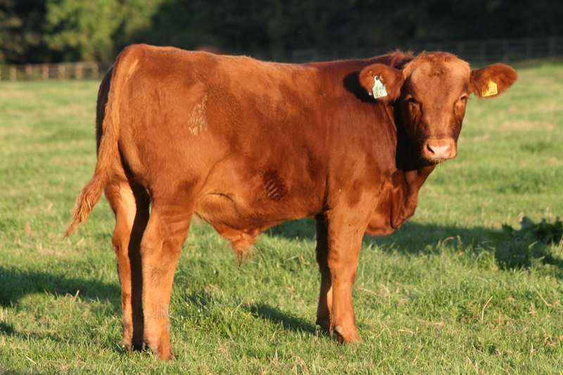 cow.jpg