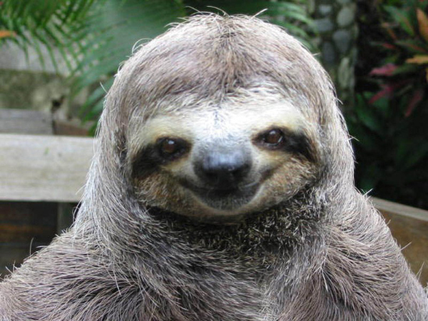 Sloths-image-sloths-36191131-625-469.jpg