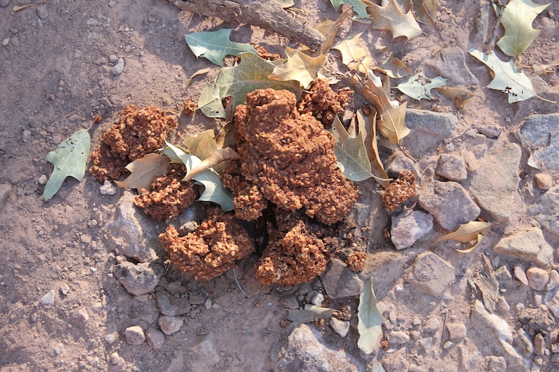 1-Black-Bear-Scat.jpg