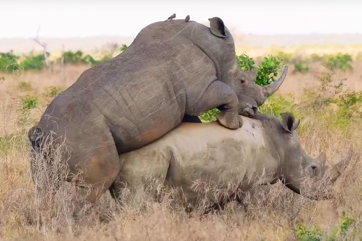 rhino_mating_2_2017-08-04.jpg