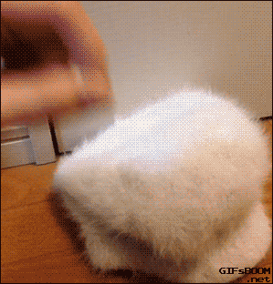 giphy.gif