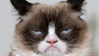 _107000990_grumpycat5.jpg