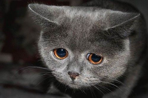 sad-kitten.jpeg