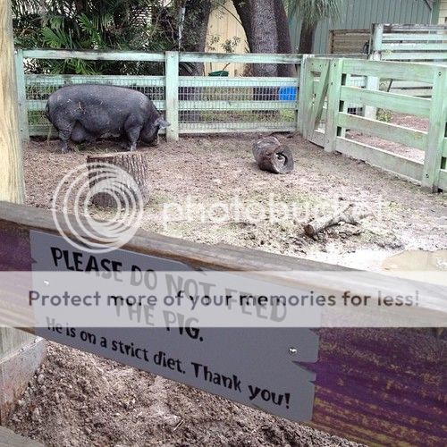 pig_zps53589ea9.jpg