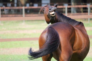 tn_horse-smiling-face.jpg