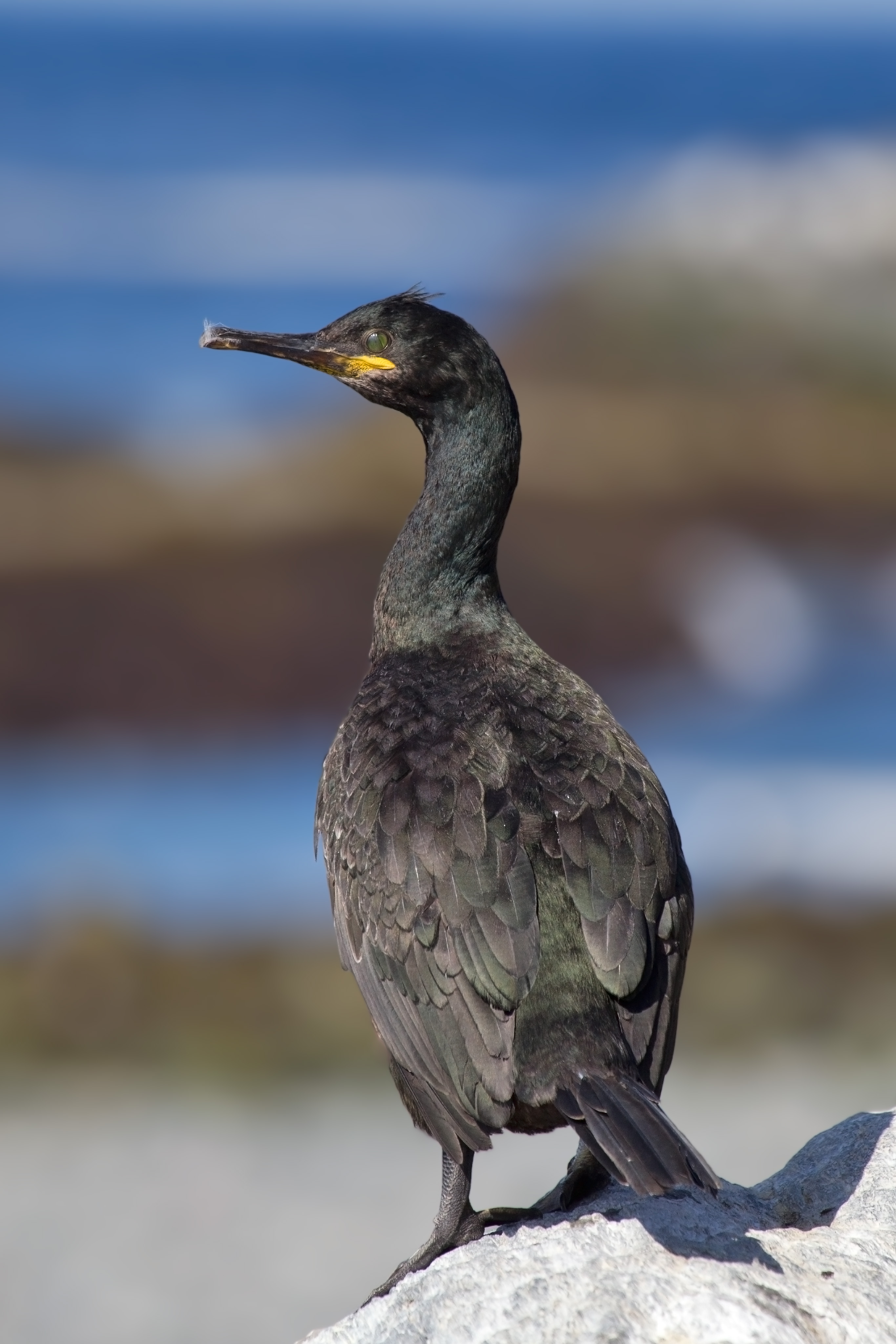Shag_Phalacrocorax_aristotelis.jpg