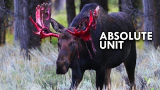 Moose are Absolute Units - YouTube