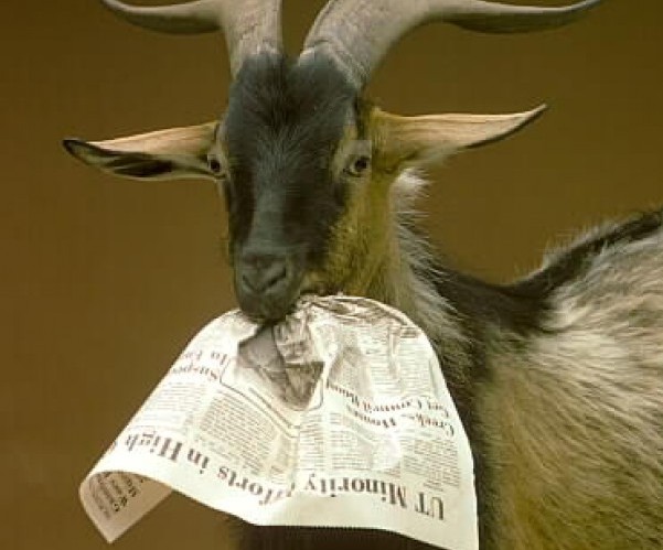 Goat-Eating-Newspaper.jpg