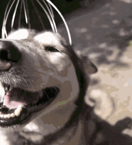 giphy.gif